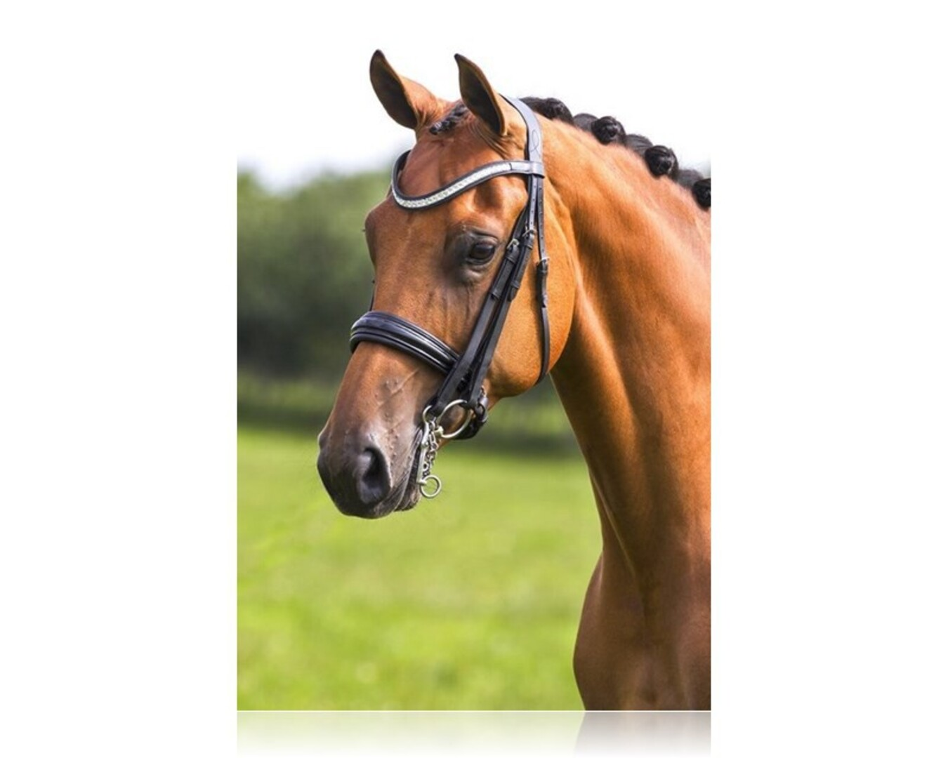 Azzarro Double Bridle